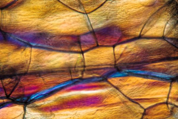Polystyrene under a microscope