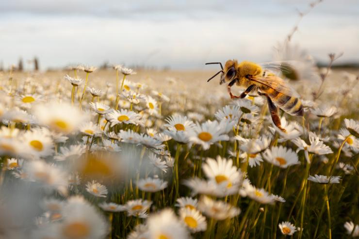 Solitary bee