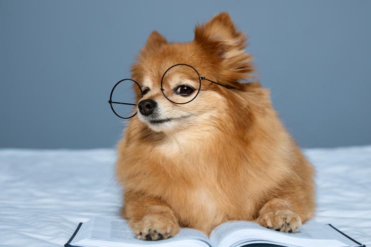 Dog, thinking!