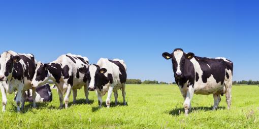 Cows in a field!