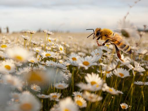 Solitary bee