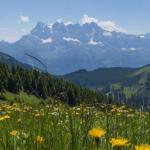 Mountain meadow in the Rhones Alpes