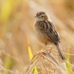 bird in field