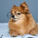 Dog, thinking!